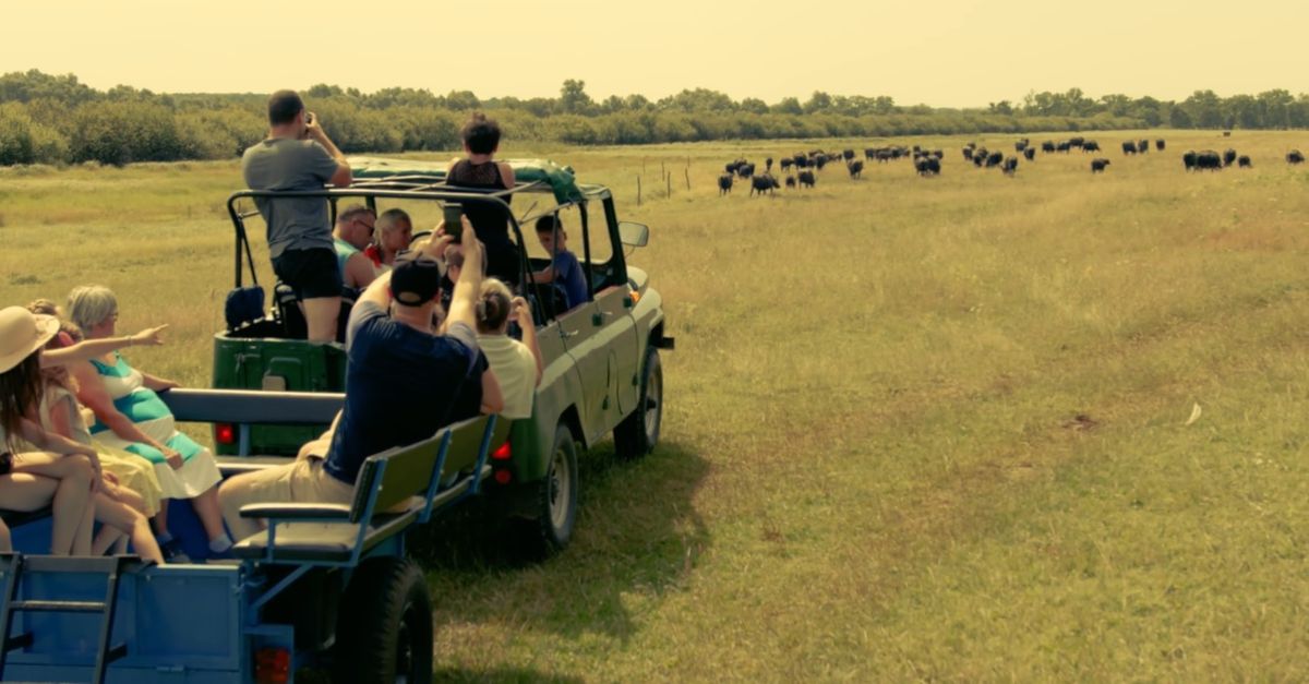 szafari