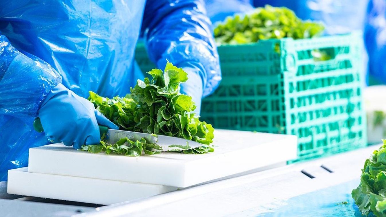 Gusztustalan! Rovarok a multiáruház csomagolt salátájában