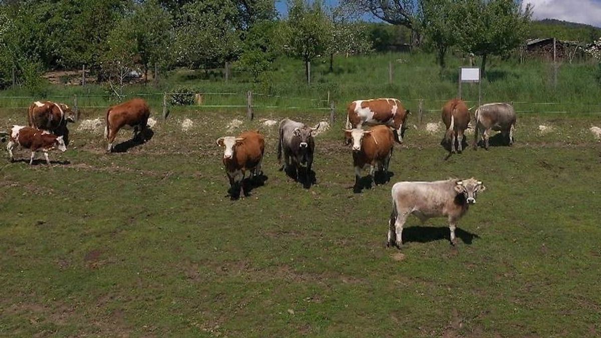 Felbőszült tehéncsorda támadt egy idős házaspárra, a férfi meghalt