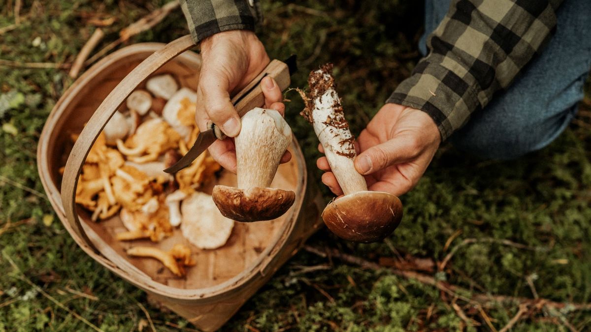 Gombarobbanás jöhet Zalában? Így hat a nagy esőzés a kedvenc ehető fajainkra