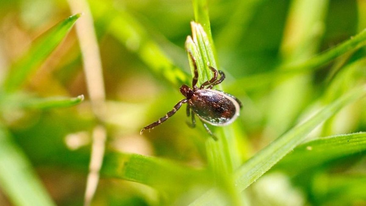 Repülő kullancs Magyarországon – a kutatók saját bőrükön tapasztalták meg