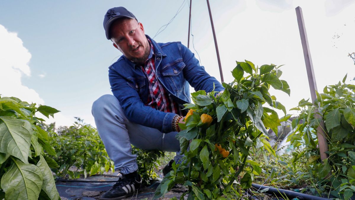 Üvegbe zárt erő: kivételes csilipaprika termékekkel sokkol a fiatal zalai gazda (galéria)