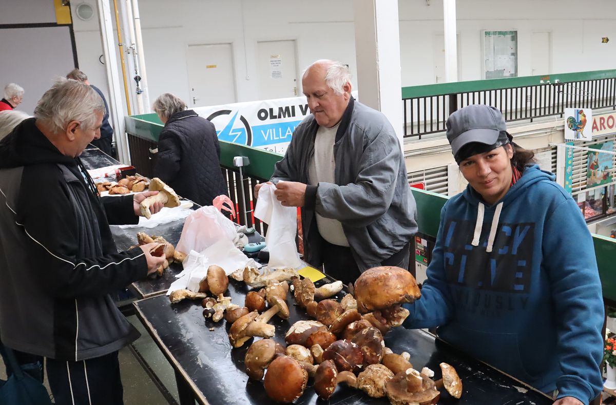 A leggyakoribb mérgező gombák, amit a gombaszakellenőrhöz vittek