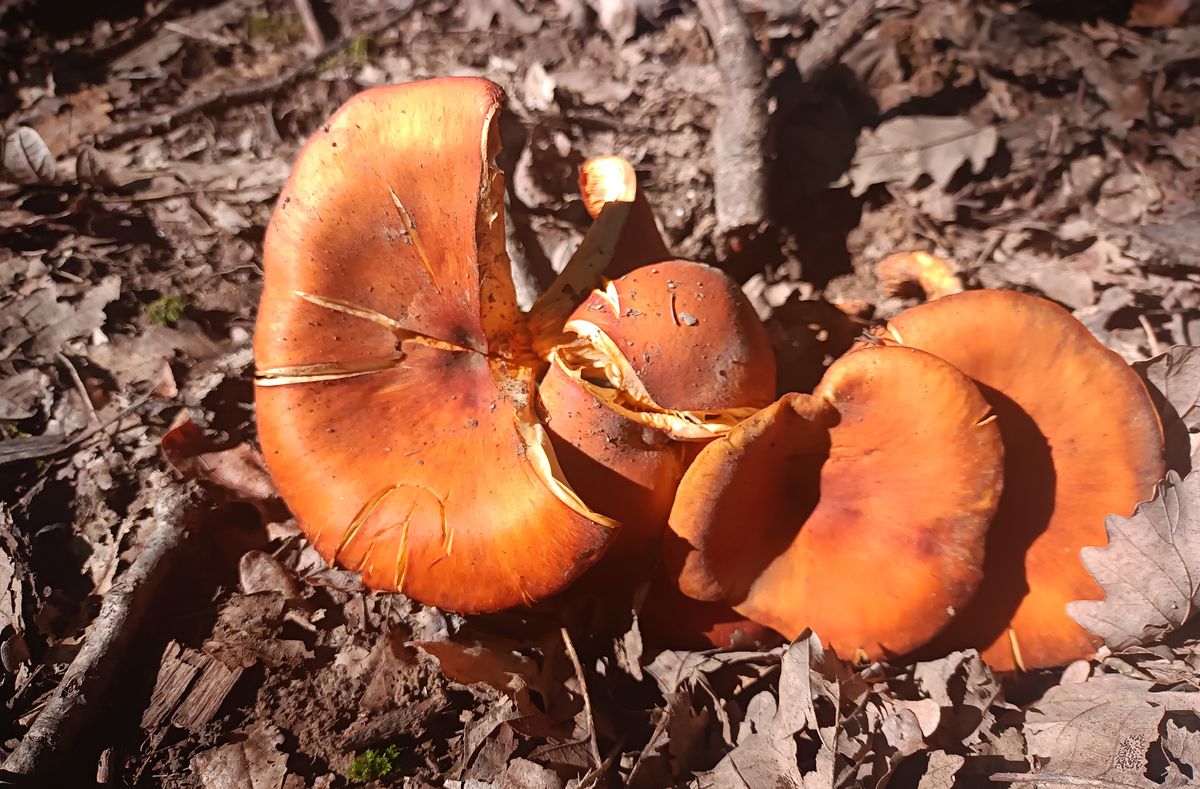 A leggyakoribb mérgező gombák, amit a gombaszakellenőrhöz vittek