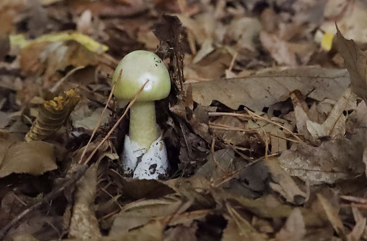 A leggyakoribb mérgező gombák, amit a gombaszakellenőrhöz vittek