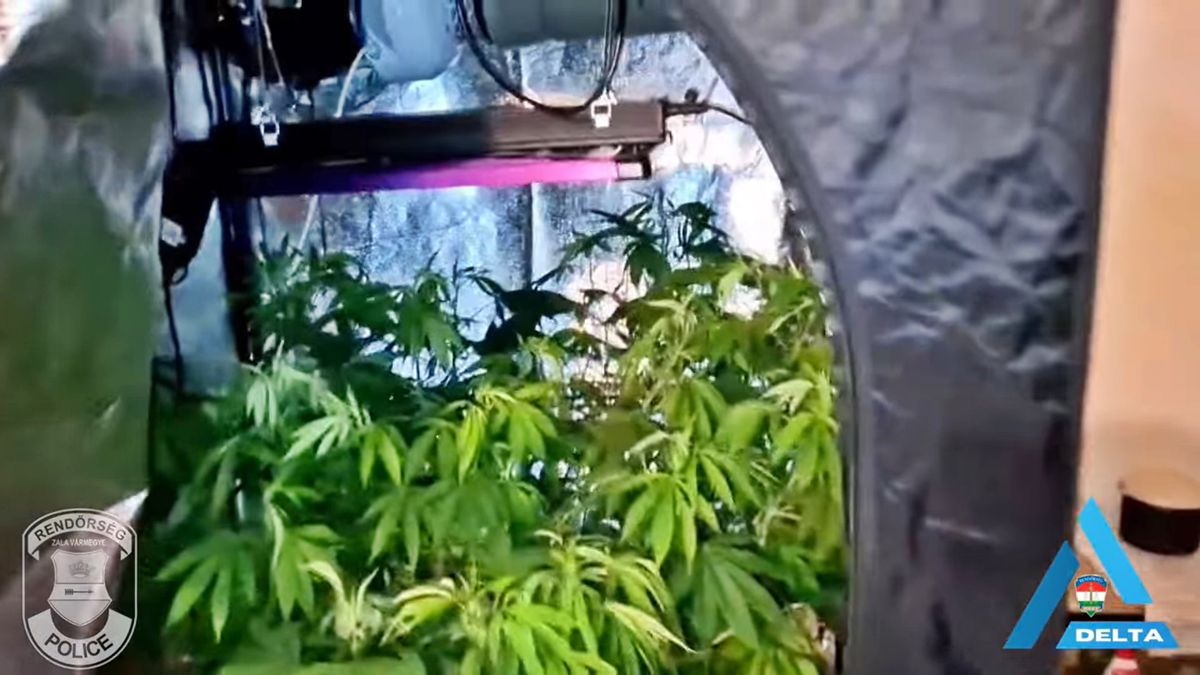 Cannabis ültetvény egy zalai lakásban? Több mint két kilogrammnyi szárított marihuánára csaptak le a zalai rendőrök