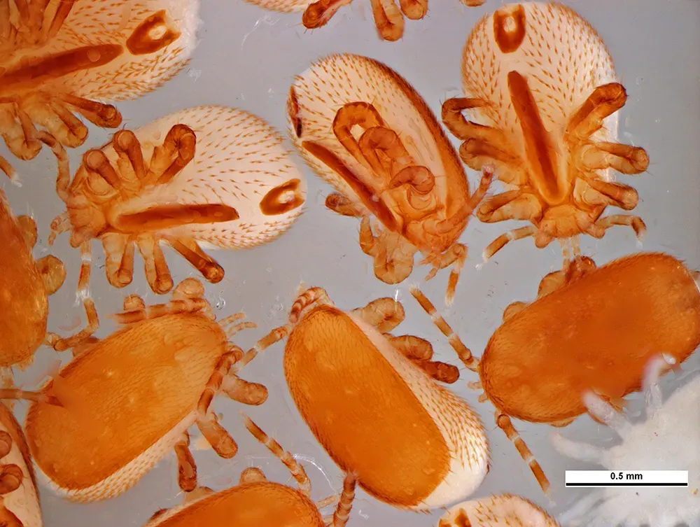 ázsiai kis méhatka