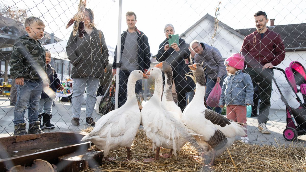 Gá-gá! Nem mindegy, hogy milyen idő volt Márton-napkor. Ilyen télre számíthatunk