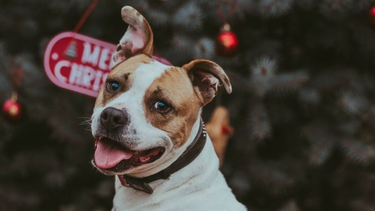 Egyedül lennél karácsonykor? Indulj el otthonról, van egy hely, ahol maga a szeretet fogad