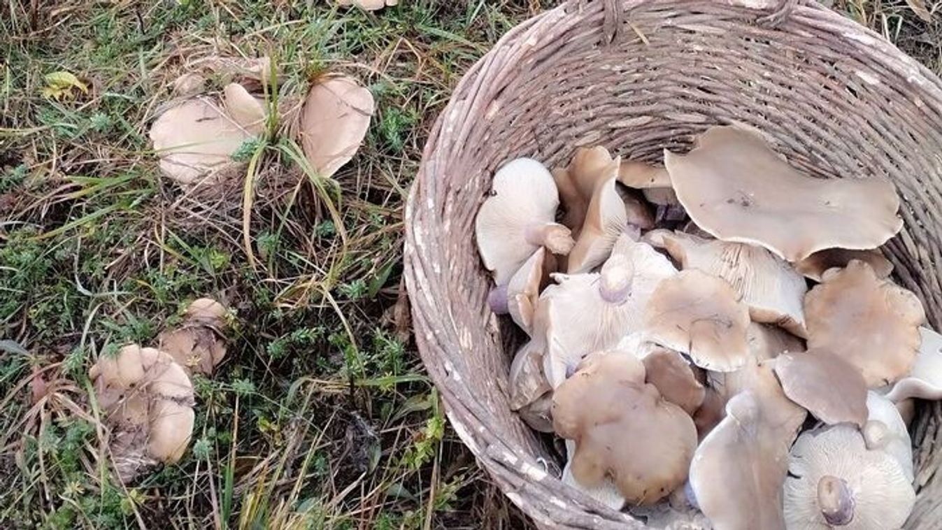 Karácsony előtt szedtek gombát Zalában, milyen lehet?