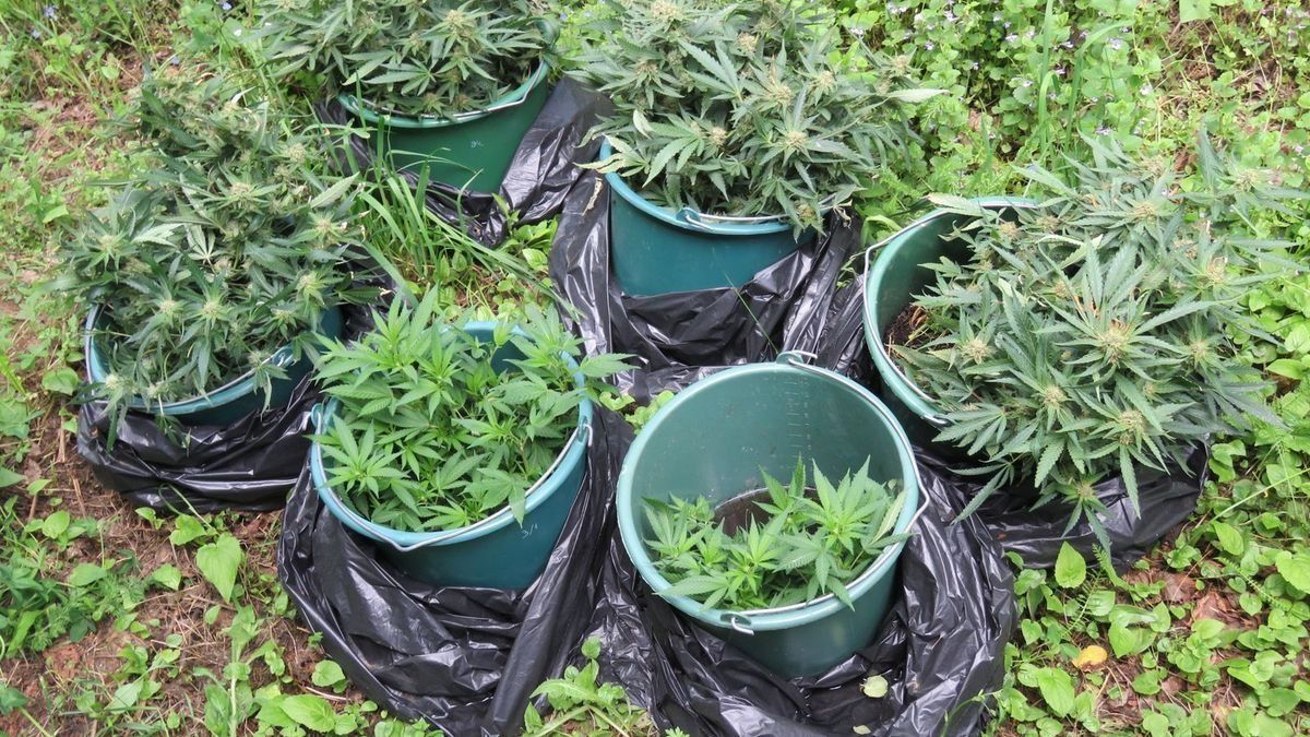 A legnagyobb drogfogások Zalában – marihuána, kokain és ketamin volt a menő