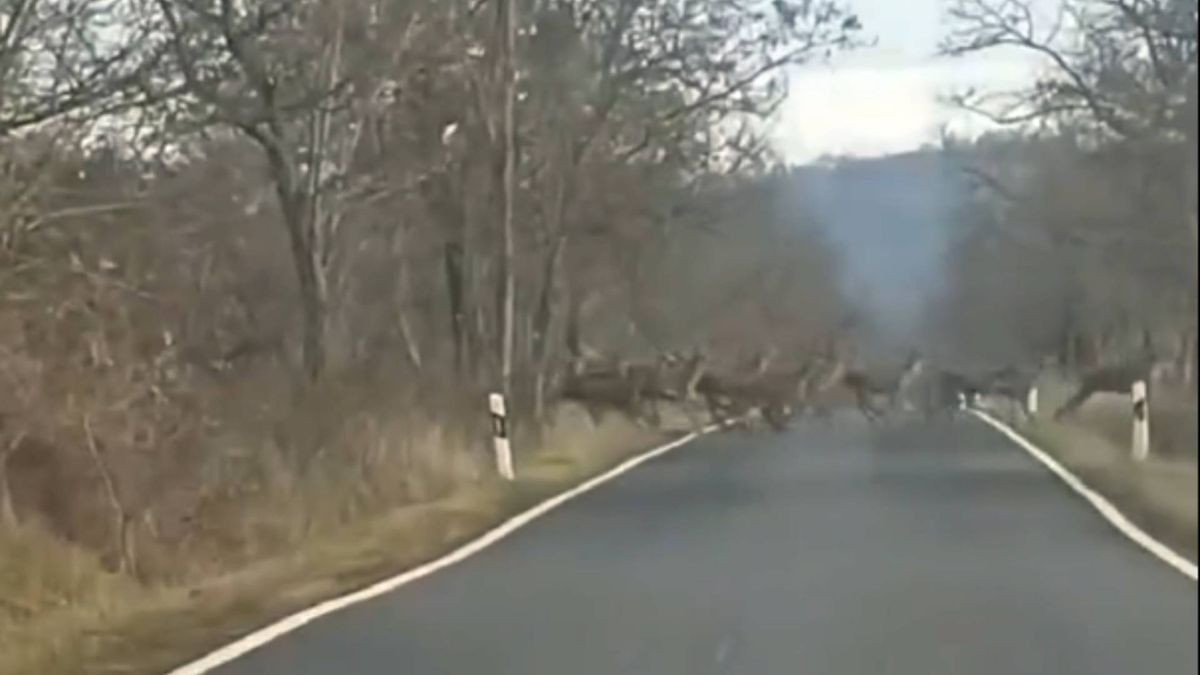 Hiába vagy zalai, ilyen hihetetlenül nagy szarvasrudlit még biztosan nem láttál (videó)