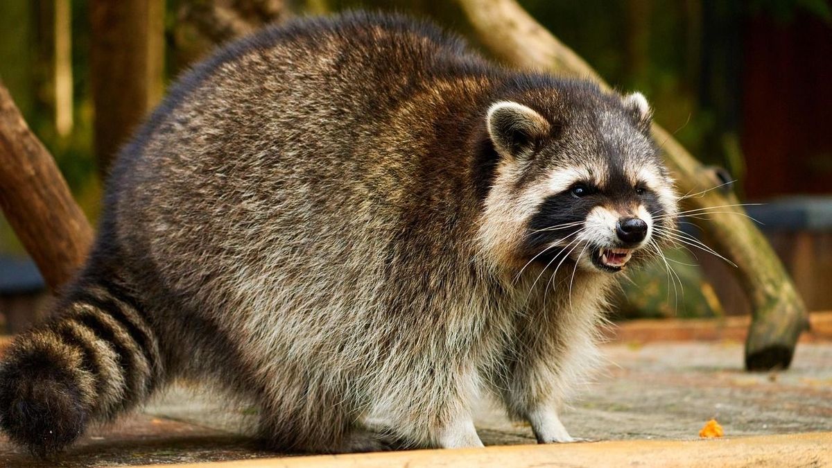 Harap, felfalja a kukoricát, kukákat borít fel, fertőzést terjeszthet: szerethető  vagy veszélyes a mosómedve?