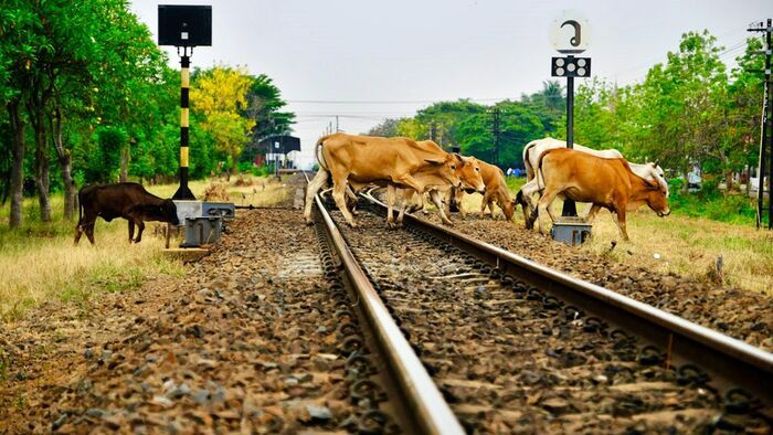 Meghökkentő felelőtlenség! Tehenek a síneken, a zalai gazda a bíróság előtt