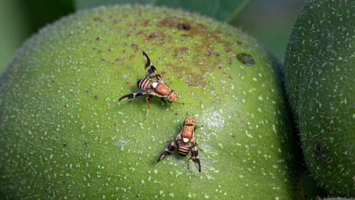 Kiskerttulajdonosok réme: így lehet védekezni a dióburok-fúrólégy ellen? (videó)