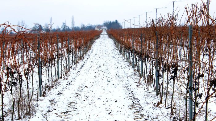 Nem okozott gondot a fagy a szőlőkben, de sok  szőlősgazda aggódik