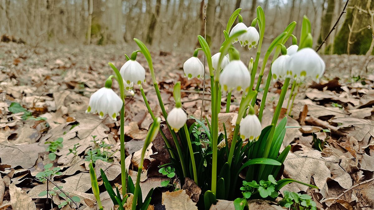 Berobbant a természet Zalában! Ritkán tapasztalni ilyet február első felében