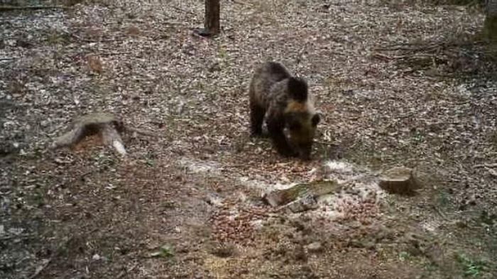 Megint medvét láttak Magyarországon! Mutatjuk, hány kószálhat az országban