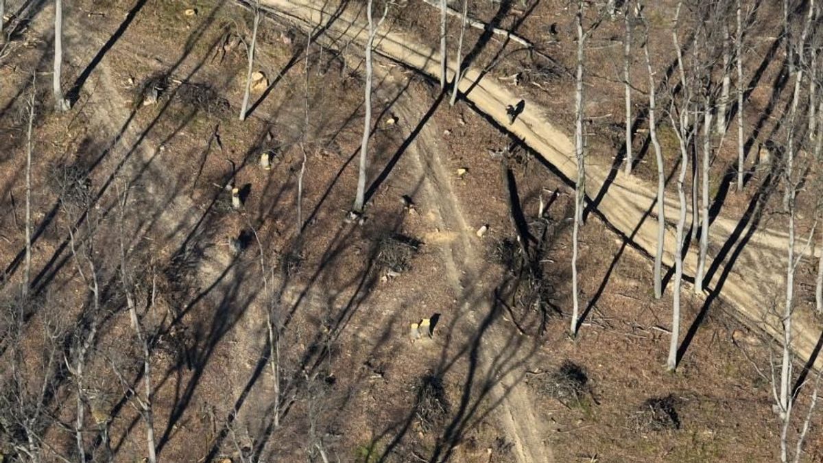 Miért védett erdő fájával fűtjük az erőműveket?