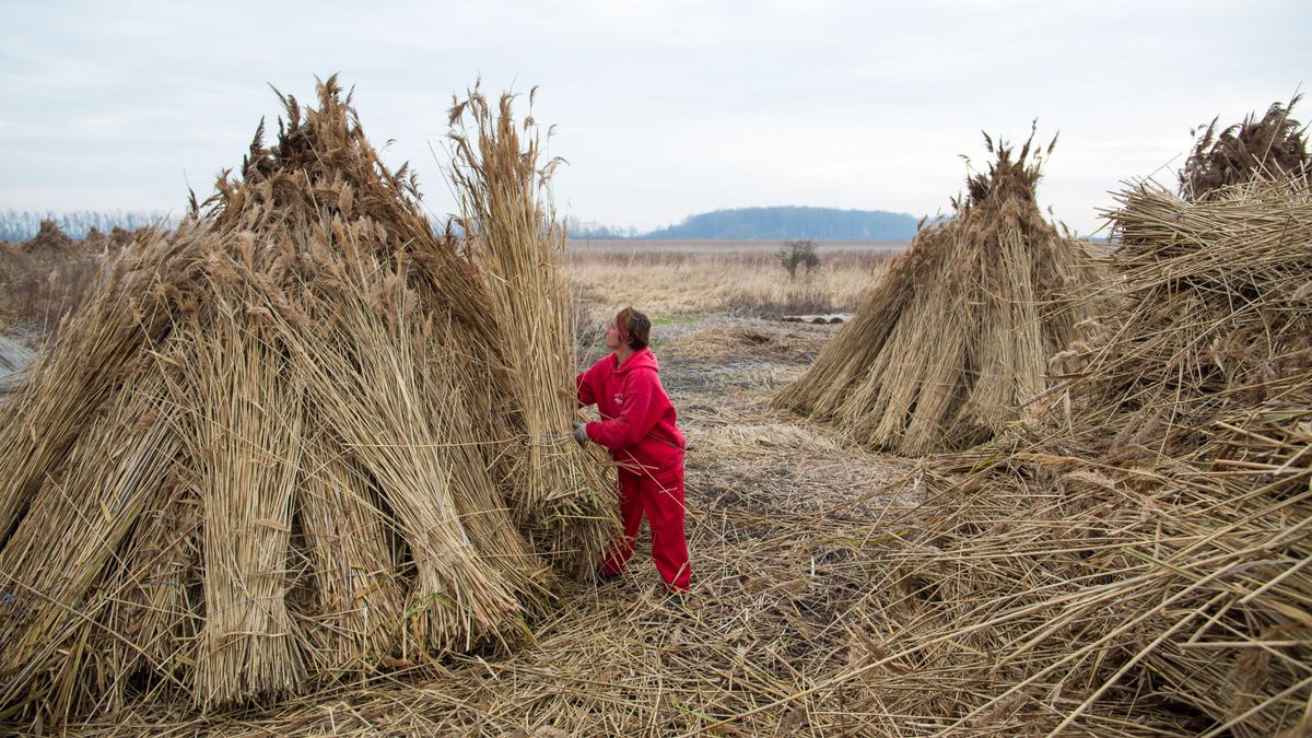 Örüljünk a nádnak! Az idei tél segített az aratásban