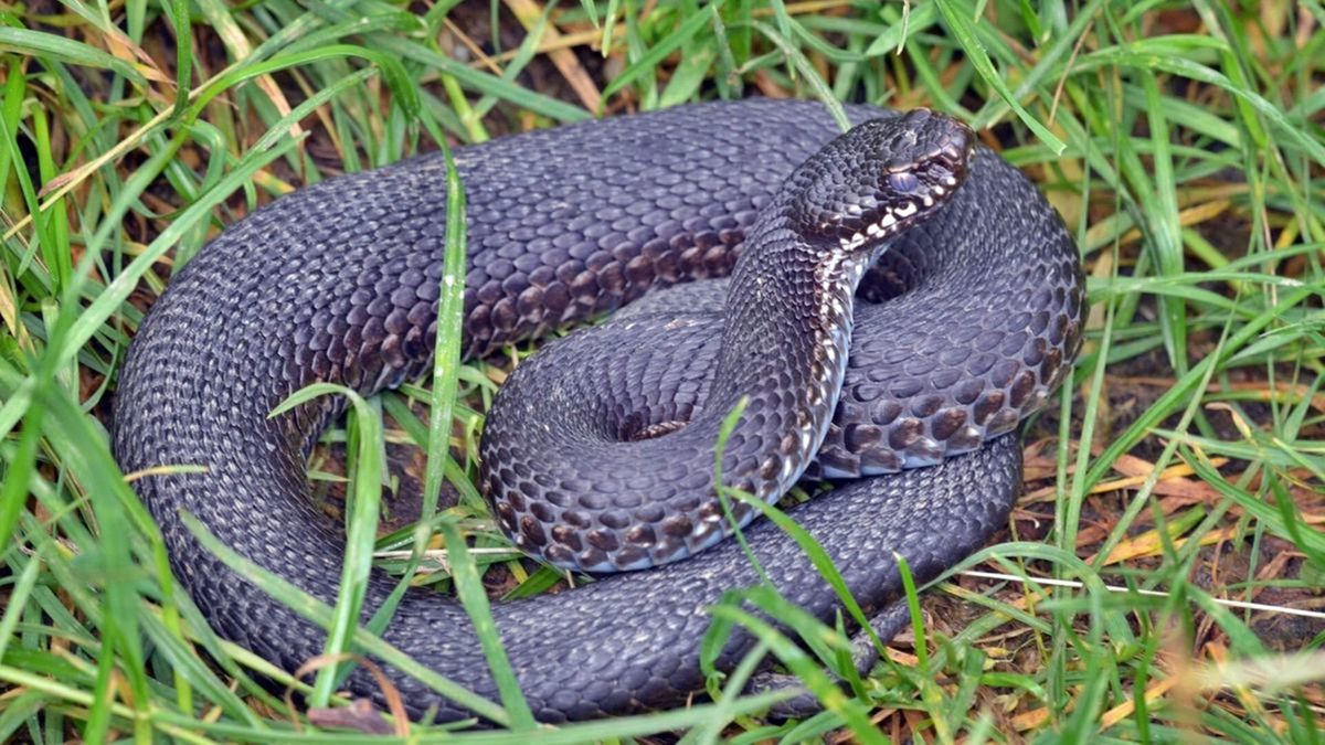 Viperaveszély! Elképesztő számban élnek mérges kígyók Zalában