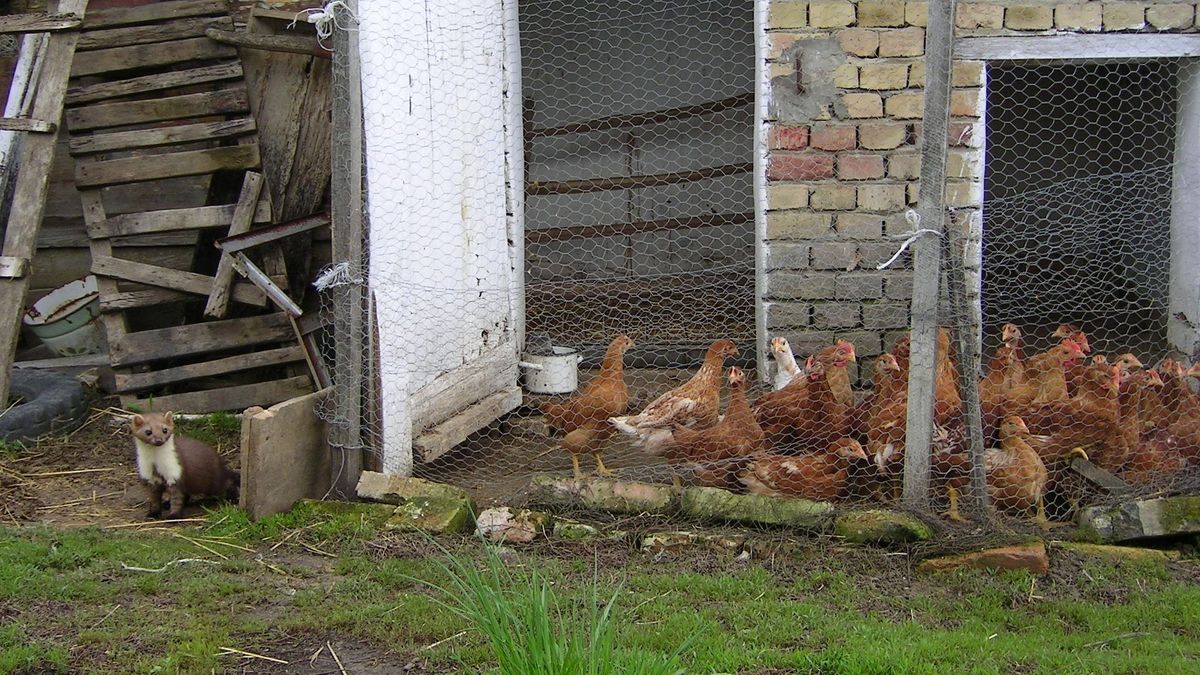 Szétszedi az autódat éjszaka – a ragadozókutató szerint ezért támad a nyest, és így védekezhetsz ellene