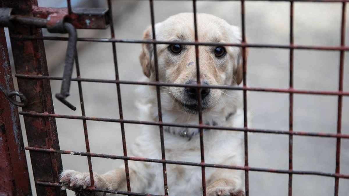 Rekordtámogatás az állatvédelemben – zalai menhelyek is forráshoz jutottak