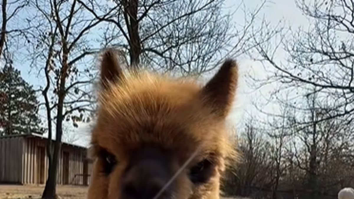 Ez a videó mindent visz! Ilyen cuki meghívást ritkán kapsz egy alpakától