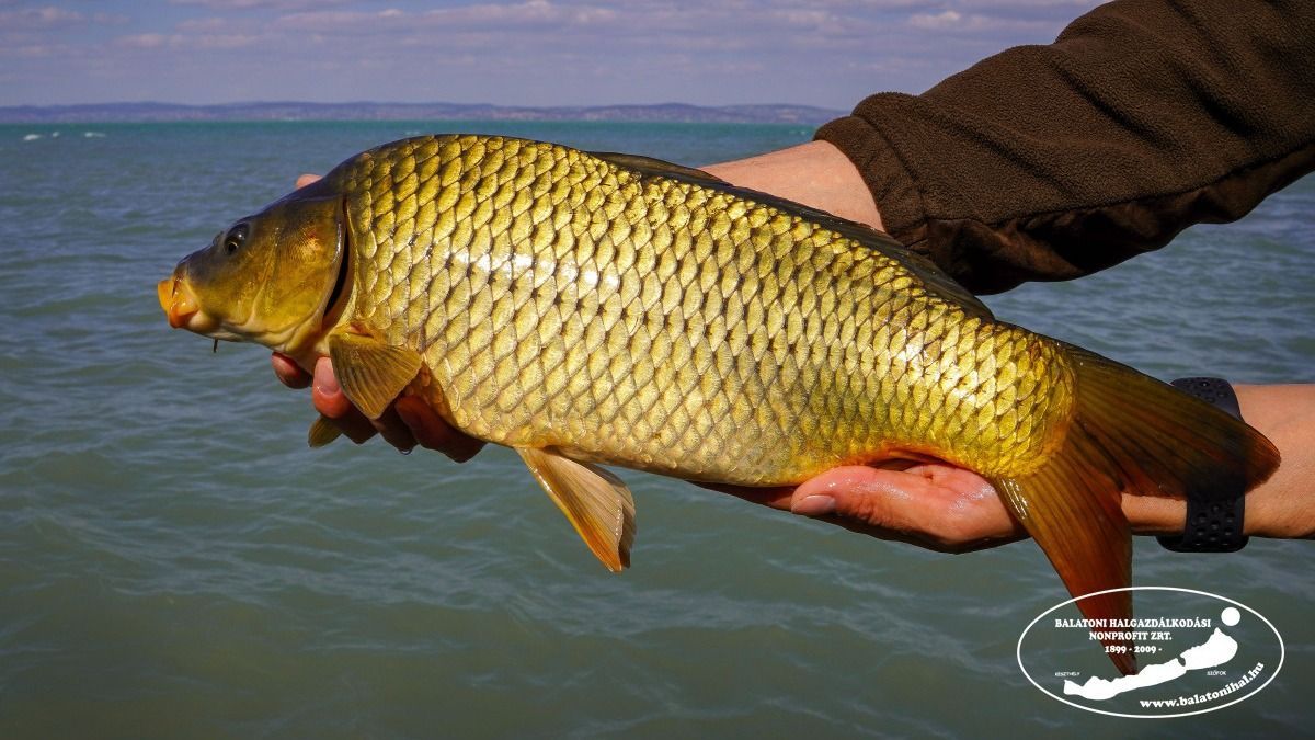 Új halak a Balatonban: a tavaszi telepítés során 12 ezer kilónyi ponty költözött a tóba