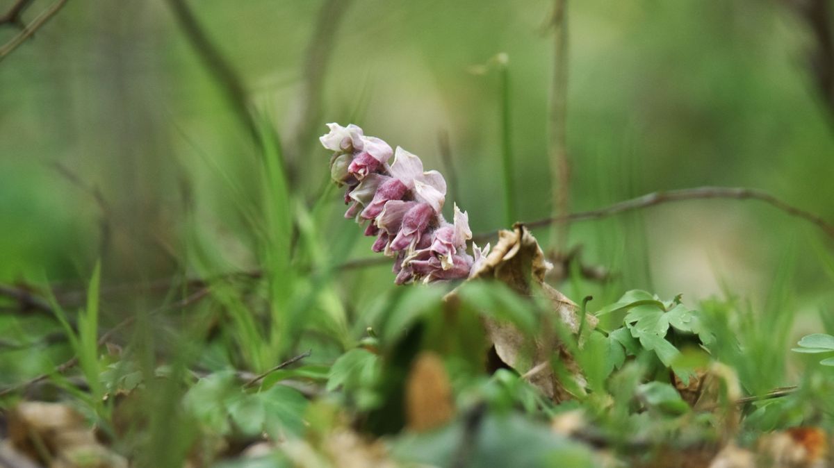 Ilyen kónya vicsorgók vigyorognak az erdőben – te találkoztál már velük? (galéria, videó)