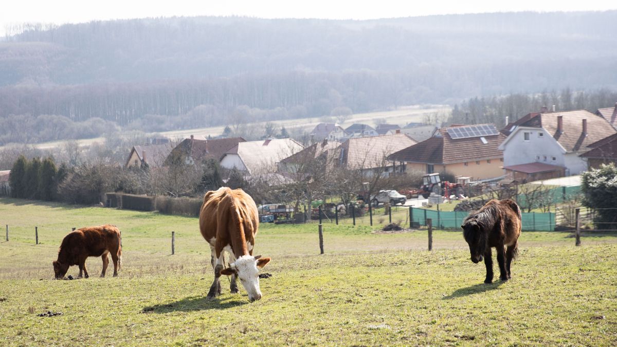 Miért kóborolt 100 szarvasmarha a zalai falvakban? Megszületett a vádirat!