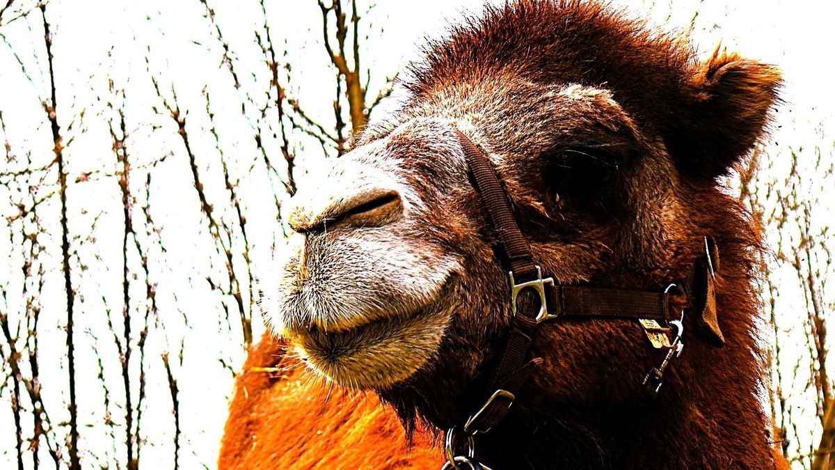 Állati! Óriás szarvú watusi marha és dromedár is érkezett, s született kis kenguru is Zalában (galéria)