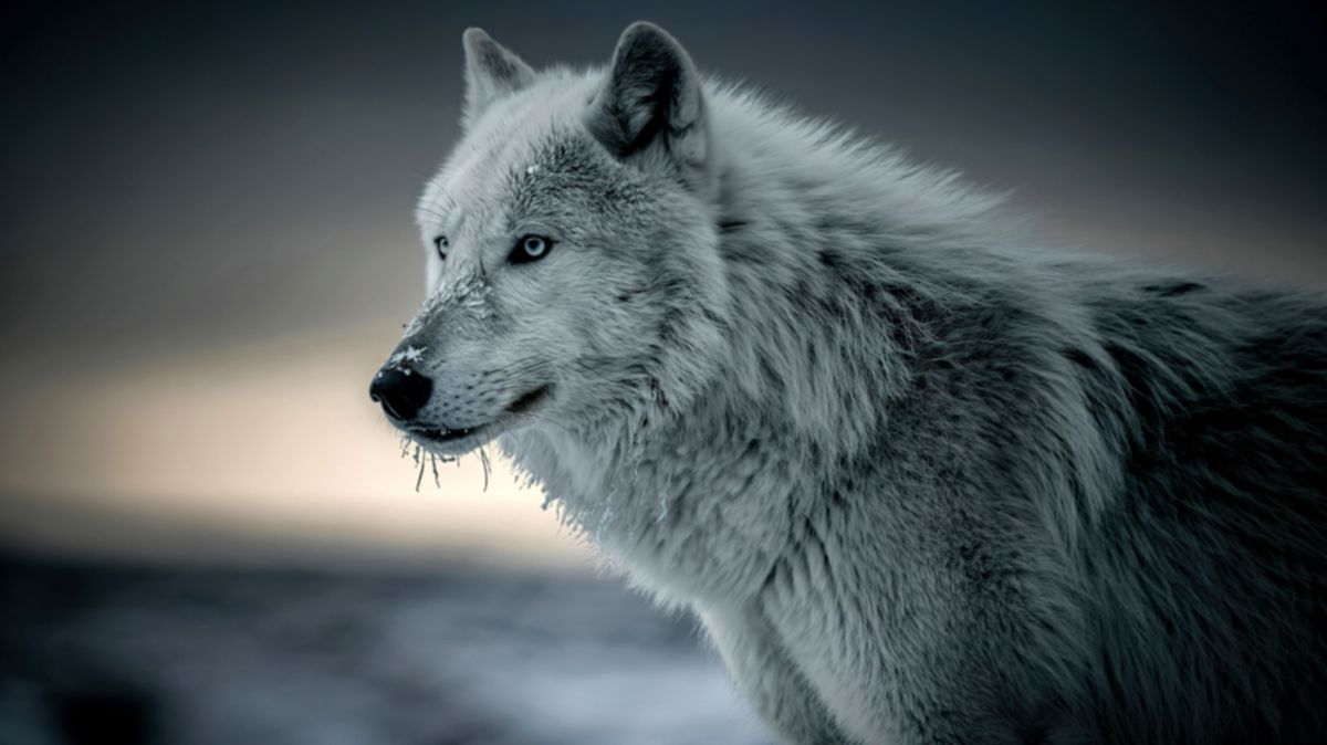 Pánik Hamburgban: farkas támadt egy nőre a belváros közelében