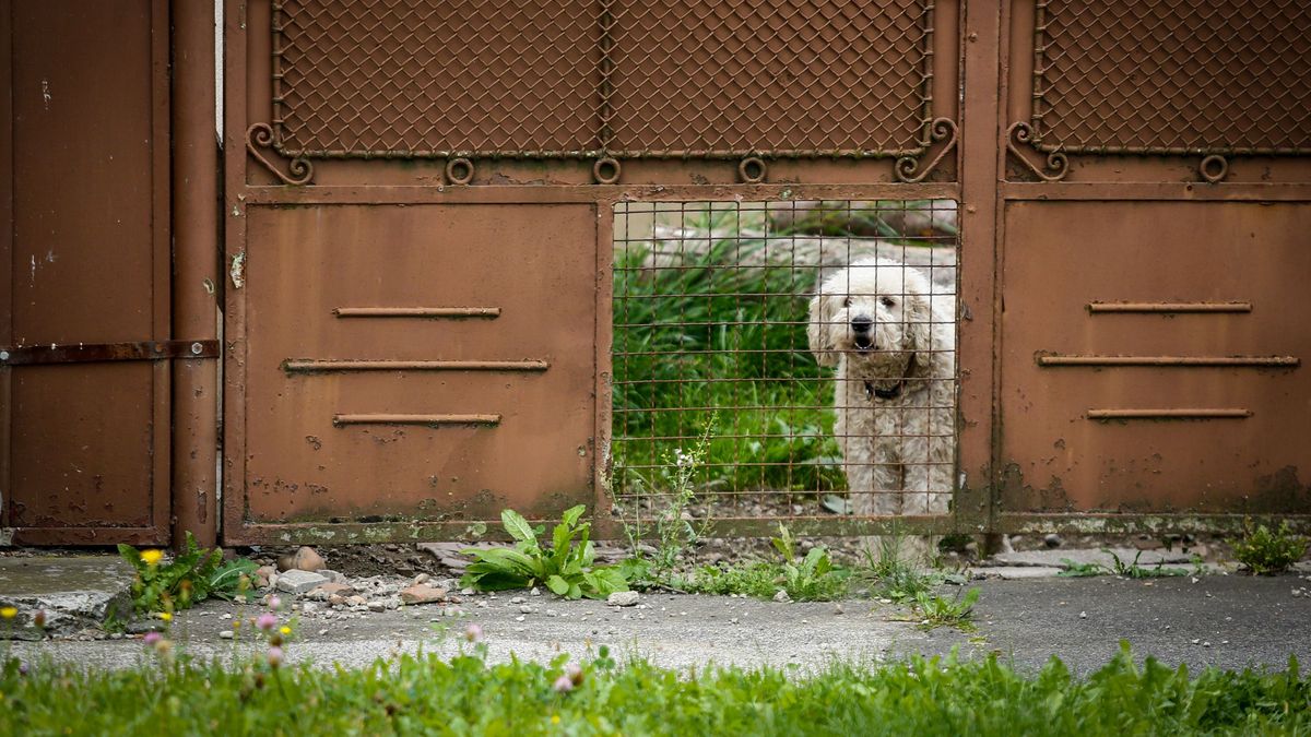 Mi köze Titónak az állatvédelemhez? A láncos kutya a történelemben s a mindennapokban sem nyerő