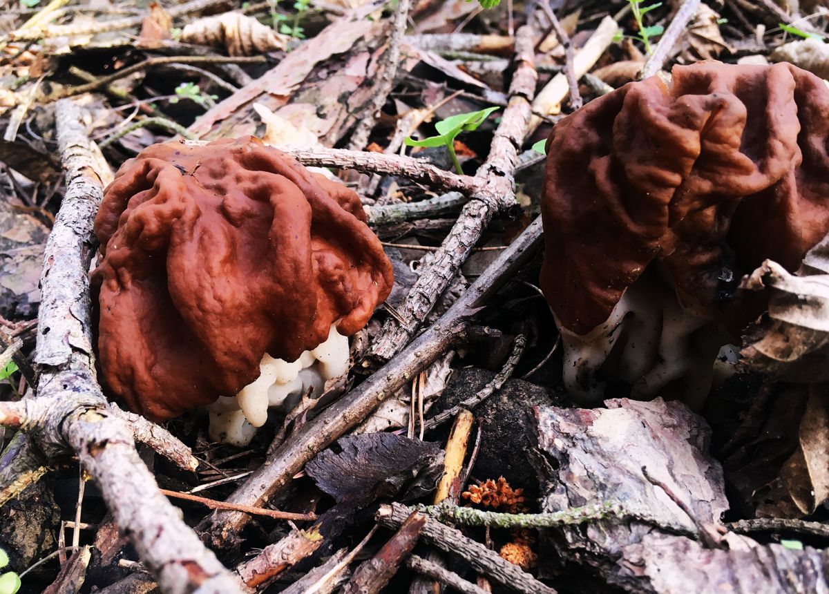 redős papsapkagombák