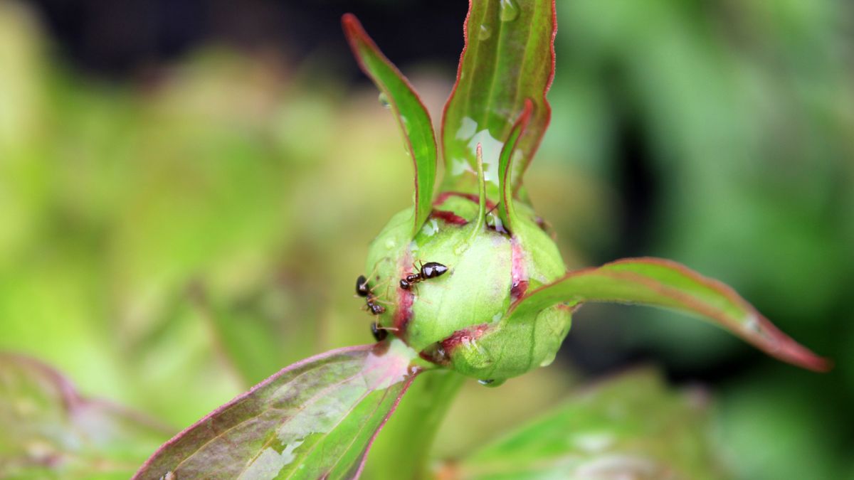 Ezért lepik el hamarosan a bazsarózsát a hangyák