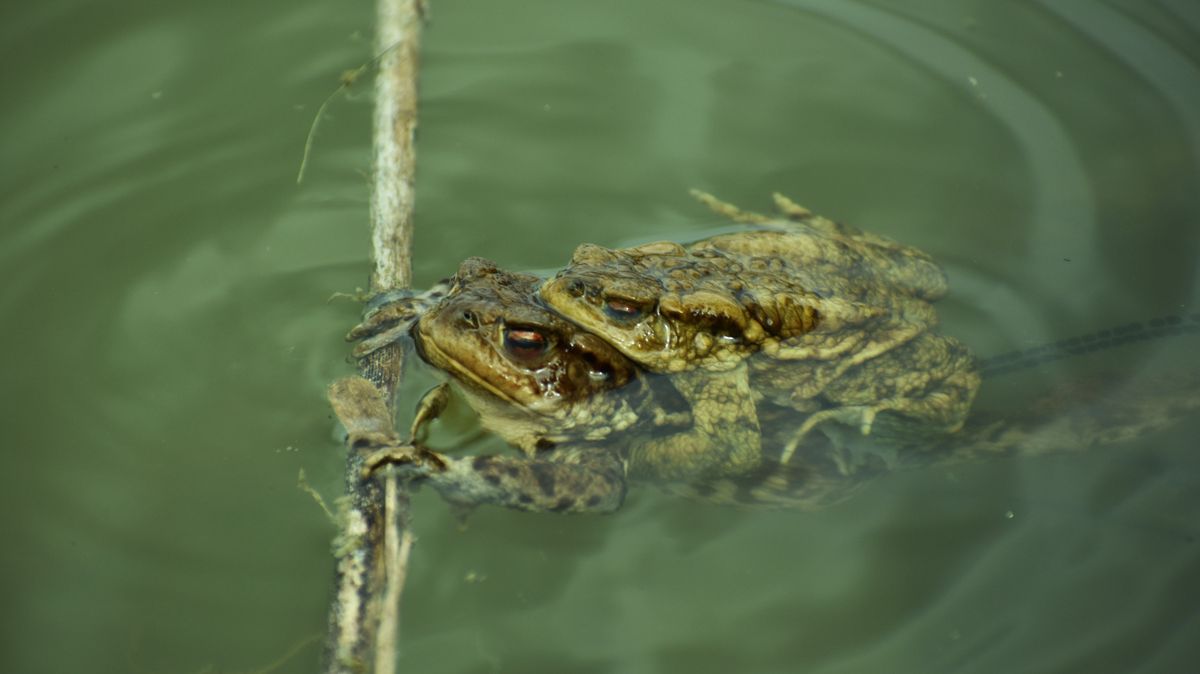 Ezért ilyen látványos most a Barlahidai-tó: barna varangyok lepték el a tavat és környékét (galéria, videó)