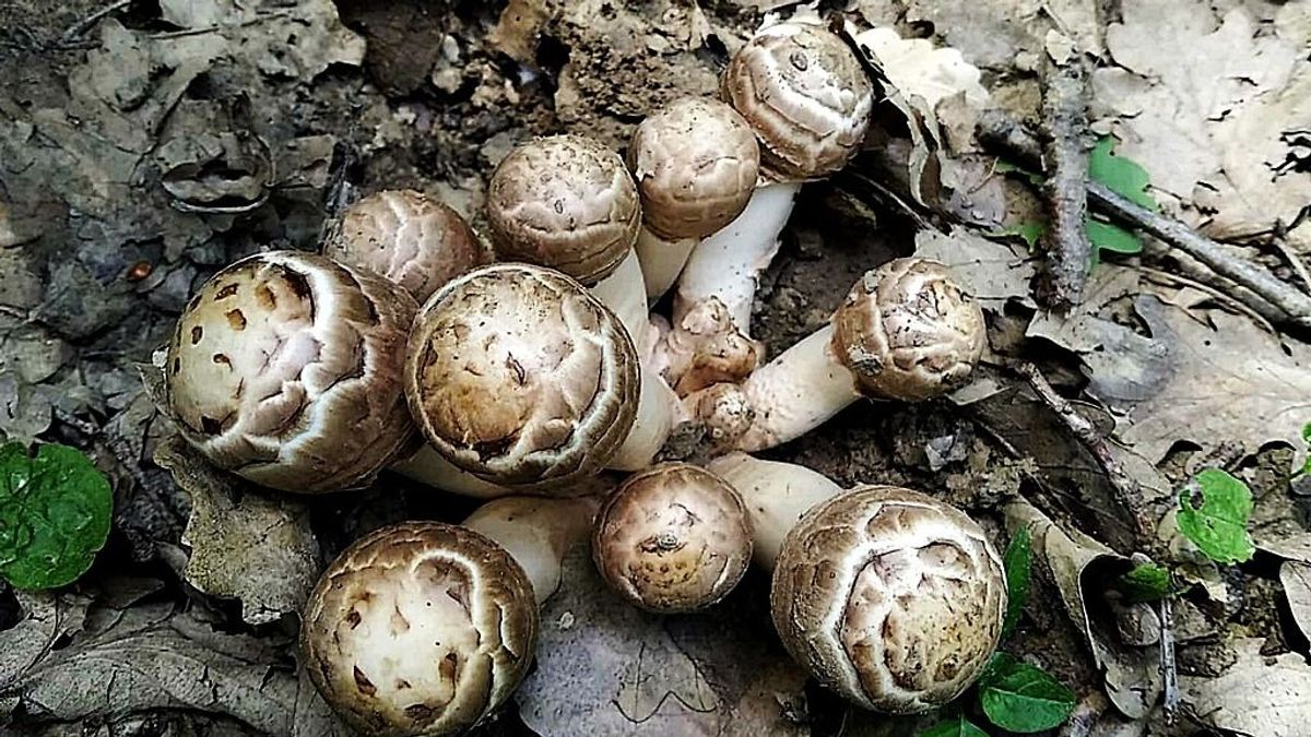 Ritka kincsre bukkanhatunk Zalában – még a tapasztalt gombászok is meghökkennek