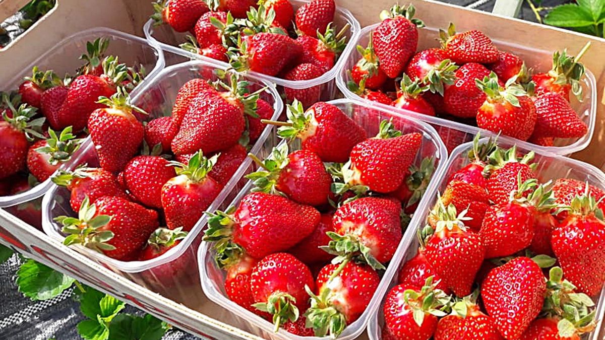 A kedvenc gyümölcseink versenyének győztese