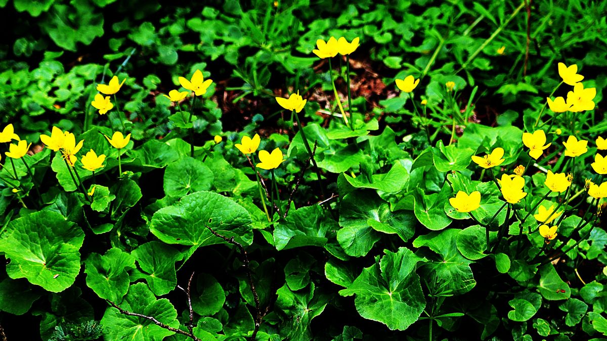 A mérgező csoda: a libadöglesztő sanyarú napjai (galéria)