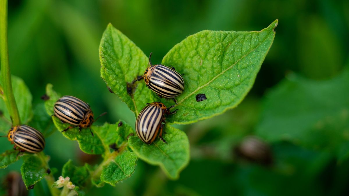 Színes hányással hódítanak: a burgonyabogár-maffia már a kertedben van, és nem kell az engedélyed neki