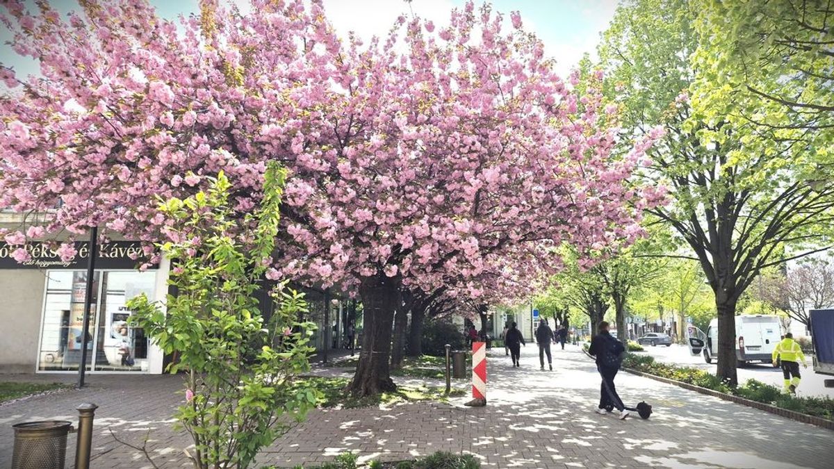 Ismered Zala tavaszi arcát, felfedezted már virágzó szépségét? – kvíz