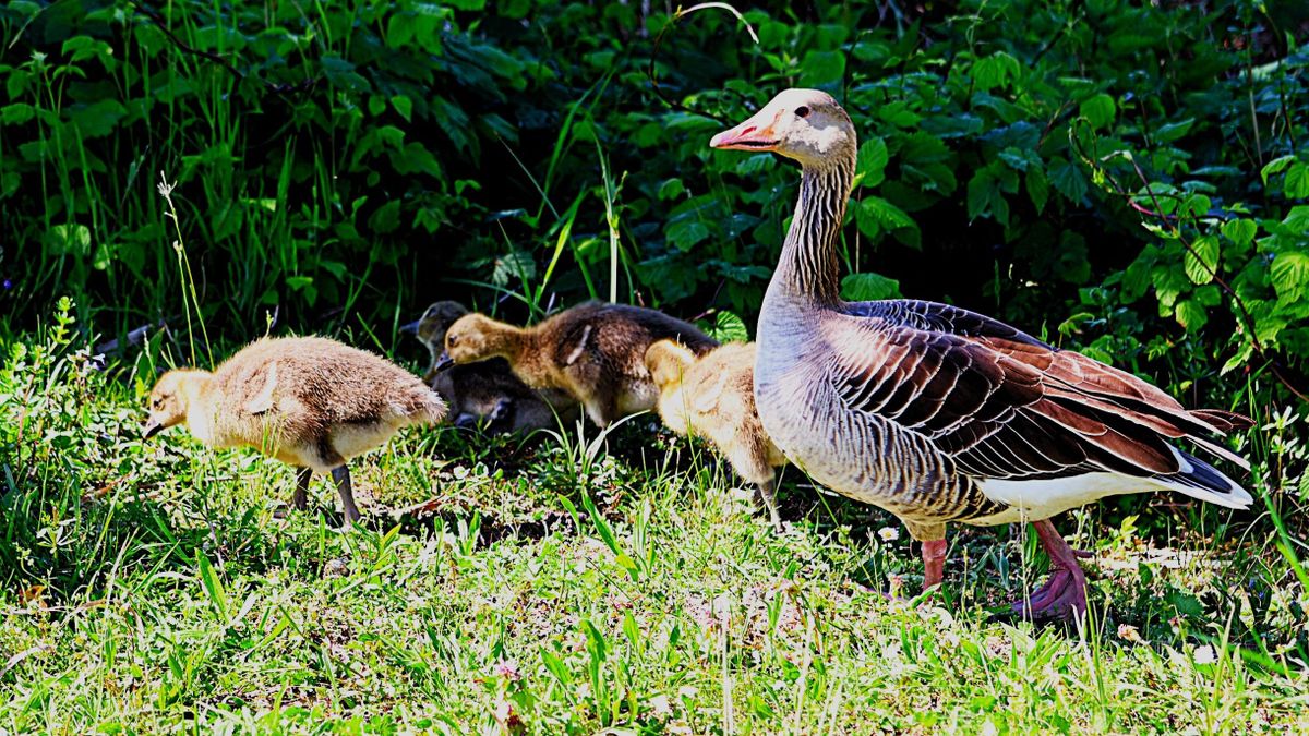 Nagyon édes vadlibákat fotóztunk a tóparton, ne hagyja ki! (galéria)