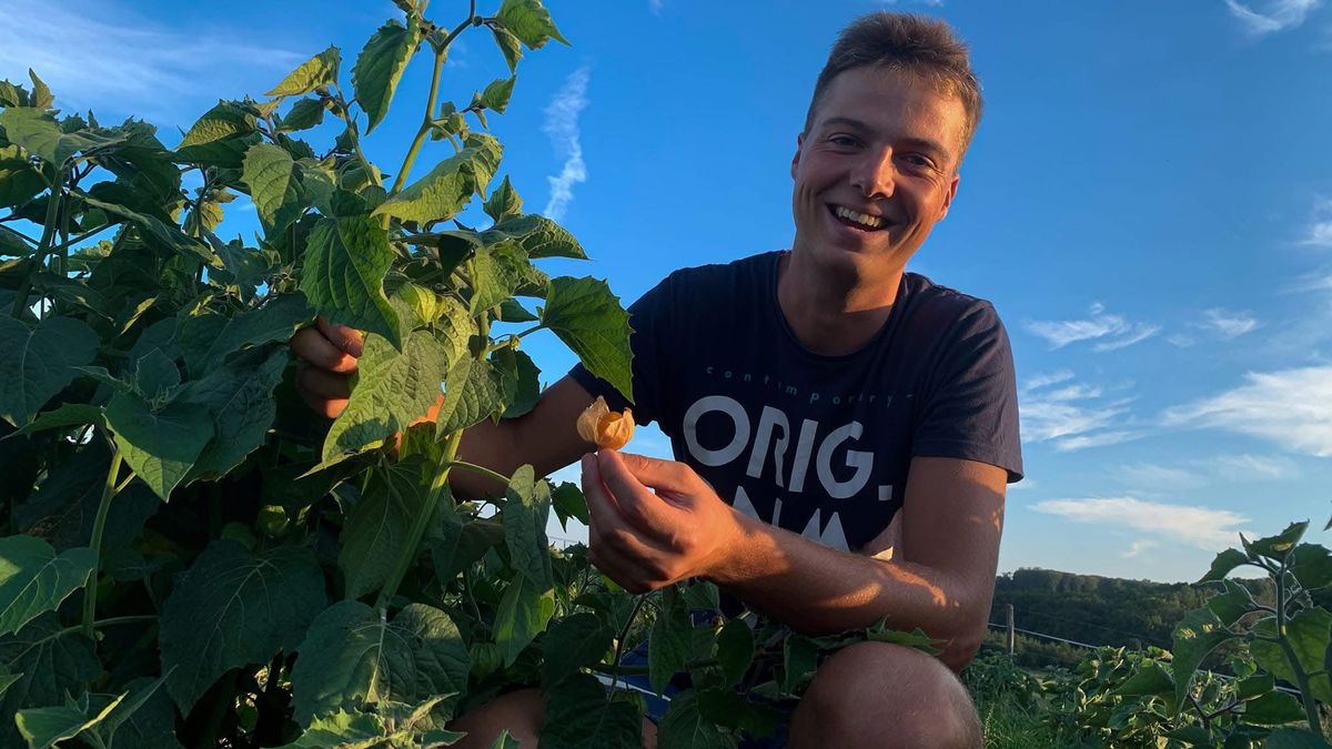 Paradicsompalántát ültetnél? A zalai kertészmérnök szerint ezt sokan elrontják tavasszal