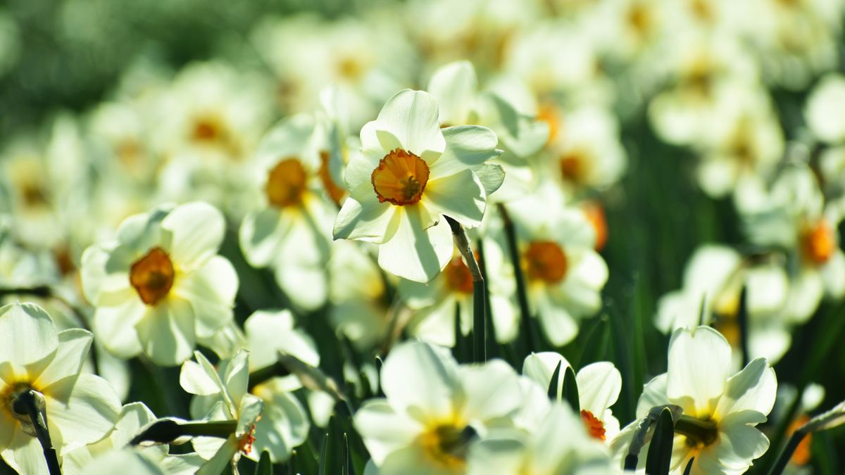 Elképesztő virágcsoda a Balatonnál: ez a nárciszmező mindent letarol! (galéria)