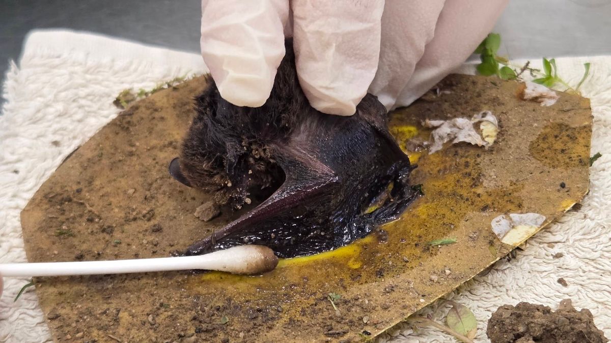 Beleragadt a csapdába a denevér, védett állat is áldozatul eshet!