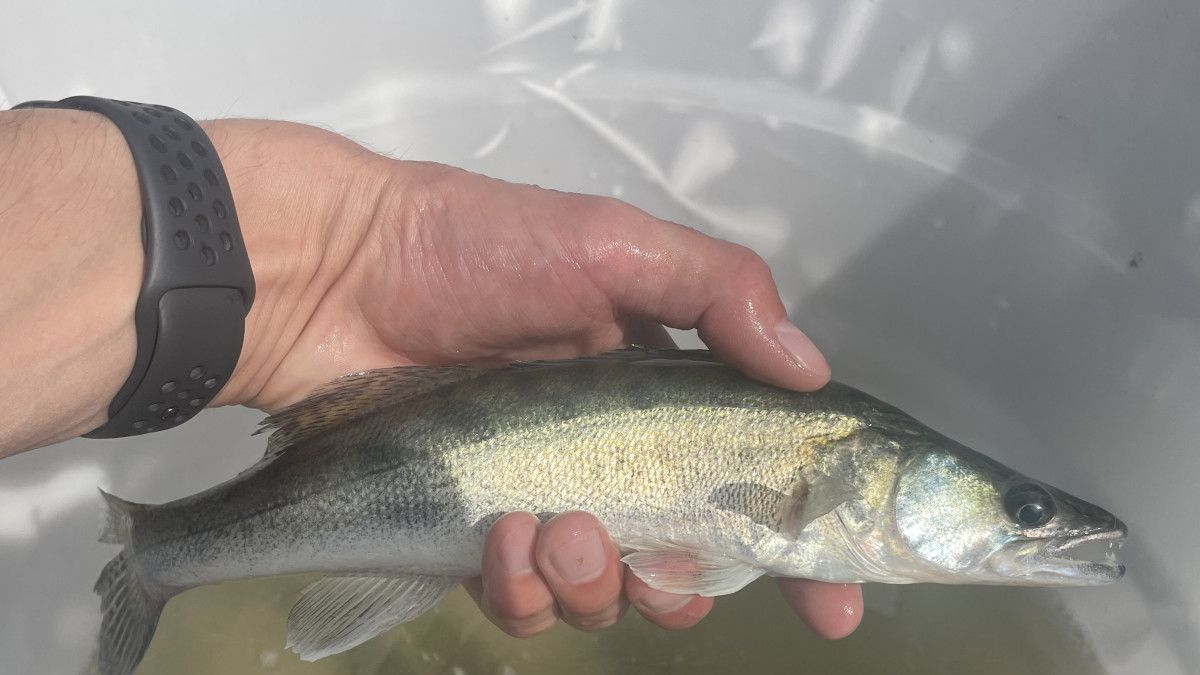 Több száz kiló süllő került a Balatonba