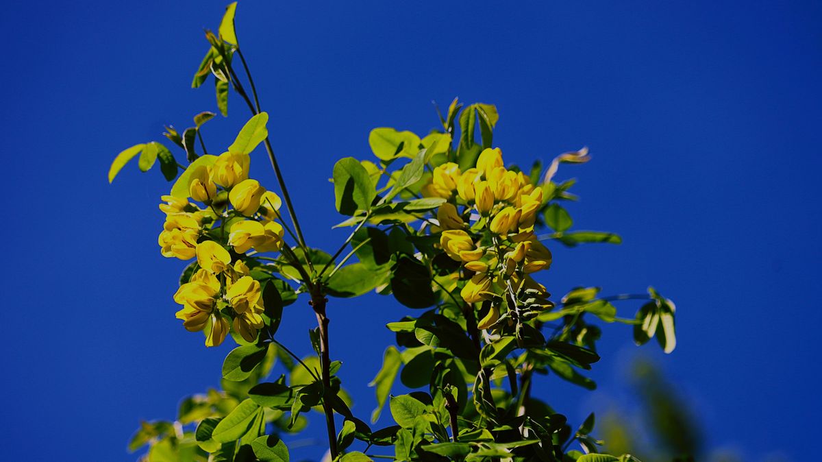 Aranyba borult a táj (galéria)