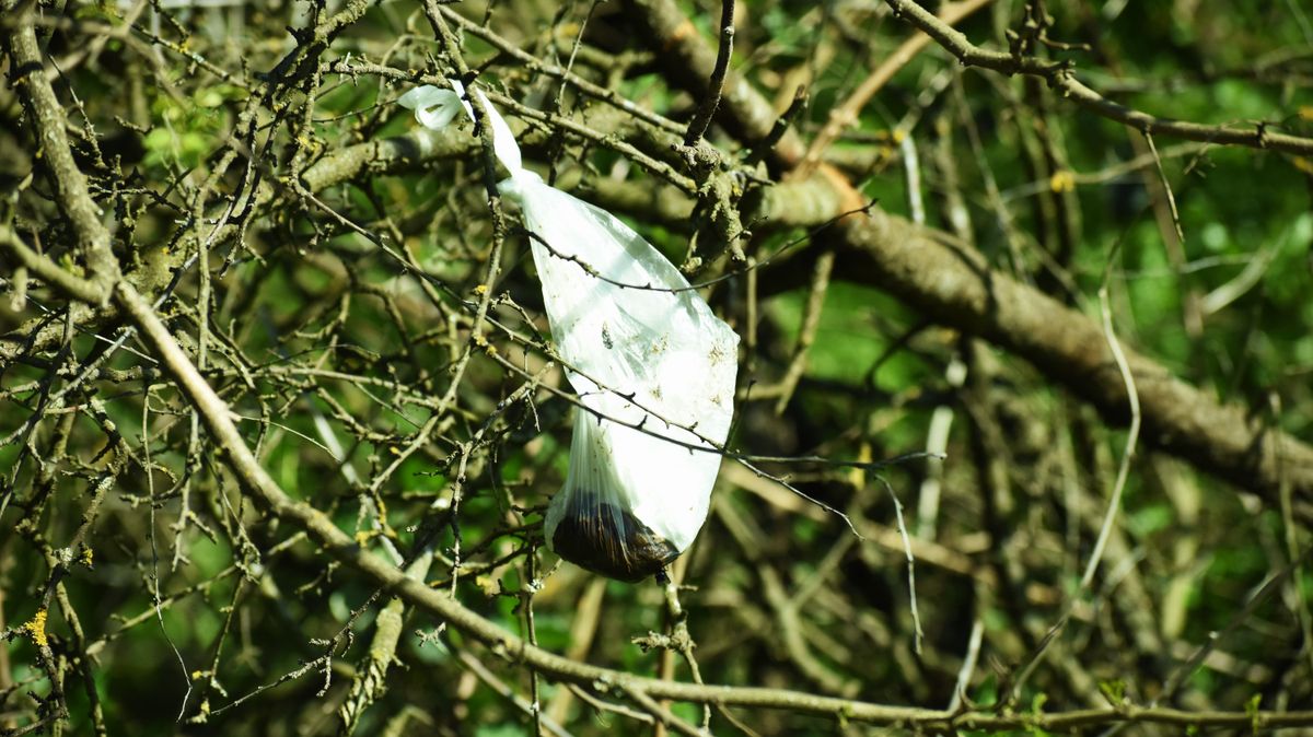 Gusztustalan dolgot találtunk a zalai településen – biztosan nem a fán termett