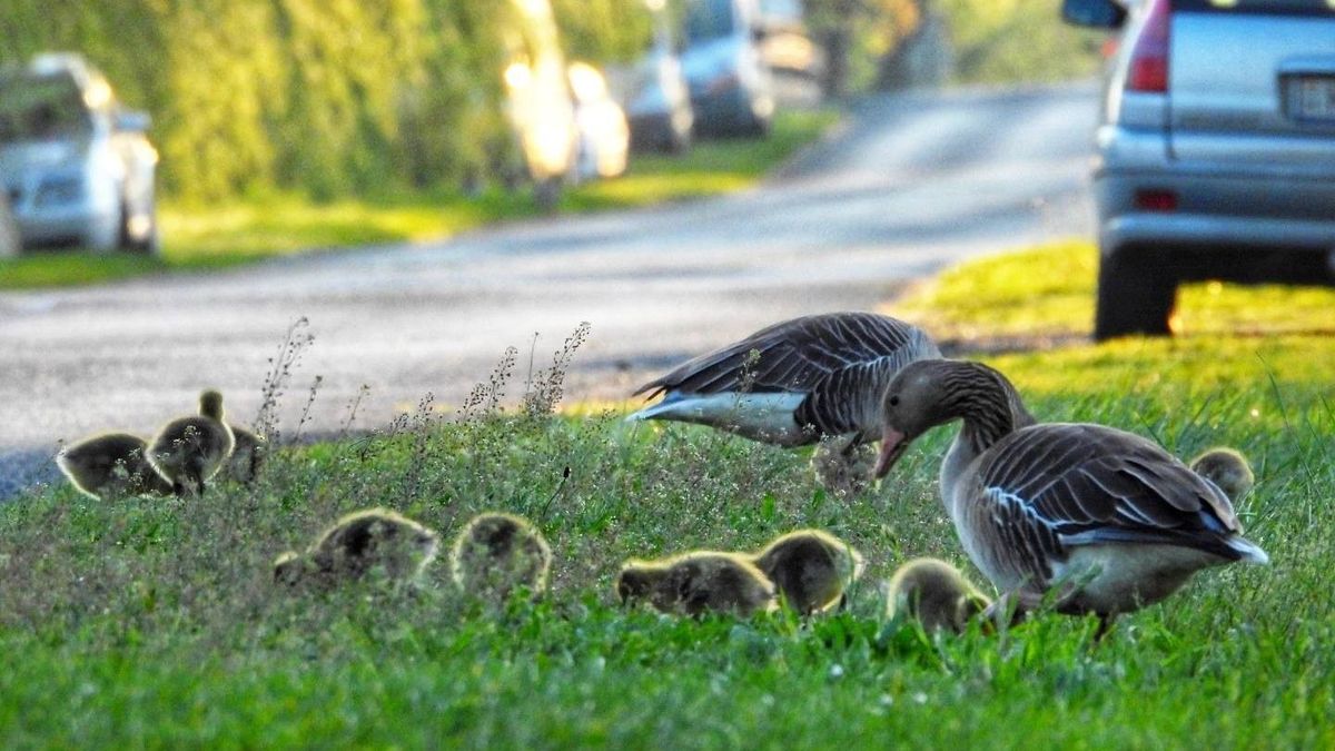 Übercuki fotók érkeztek: megjelentek a vadlúdcsaládok a Kis-Balaton útjain (friss fotók)